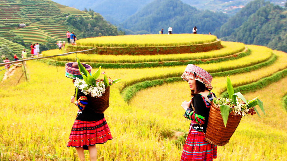 MÙ CANG CHẢI MÙA LÚA CHÍN DU LỊCH TÂY BẮC MỘT TRONG NHỮNG ĐIỂM CHECK IN ĐẸP NHẤT TOUR 2 NGÀY 1 ĐÊM TỪ HÀ NỘI 
