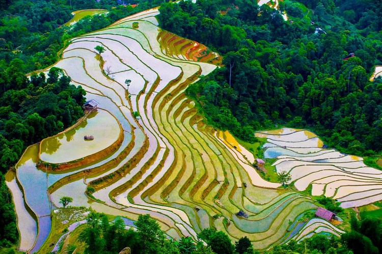 TOUR HÀ NỘI -YÊN BÁI - MÙ CĂNG CHẢI MÙA LÚA CHÍN GIÁ RẺ 